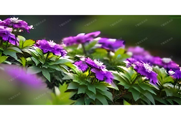 江岸茶韵,品味武汉慢生活 江岸茶韵,品味武汉慢生活